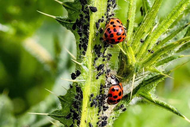 Asian ladybug pest